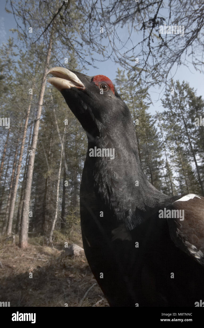 Macho de urogallo lekking cerca; hombre Auerhoen baltsend portret Foto de stock