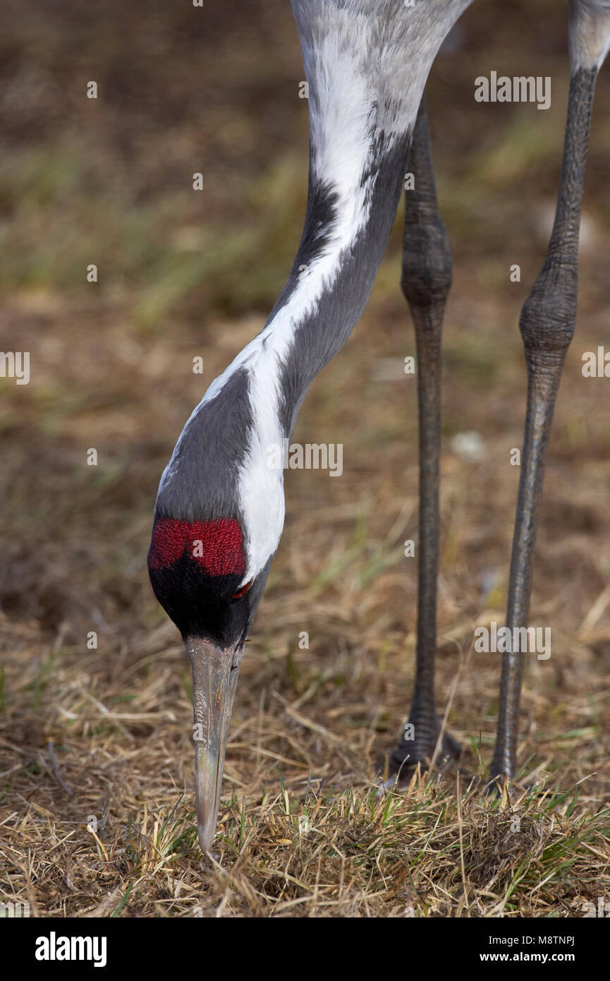 Kraanvogel foeragerend; forrajeo grúa común Foto de stock