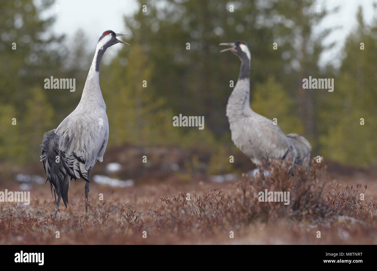 Kraanvogel baltsend; Grúa común mostrar Foto de stock