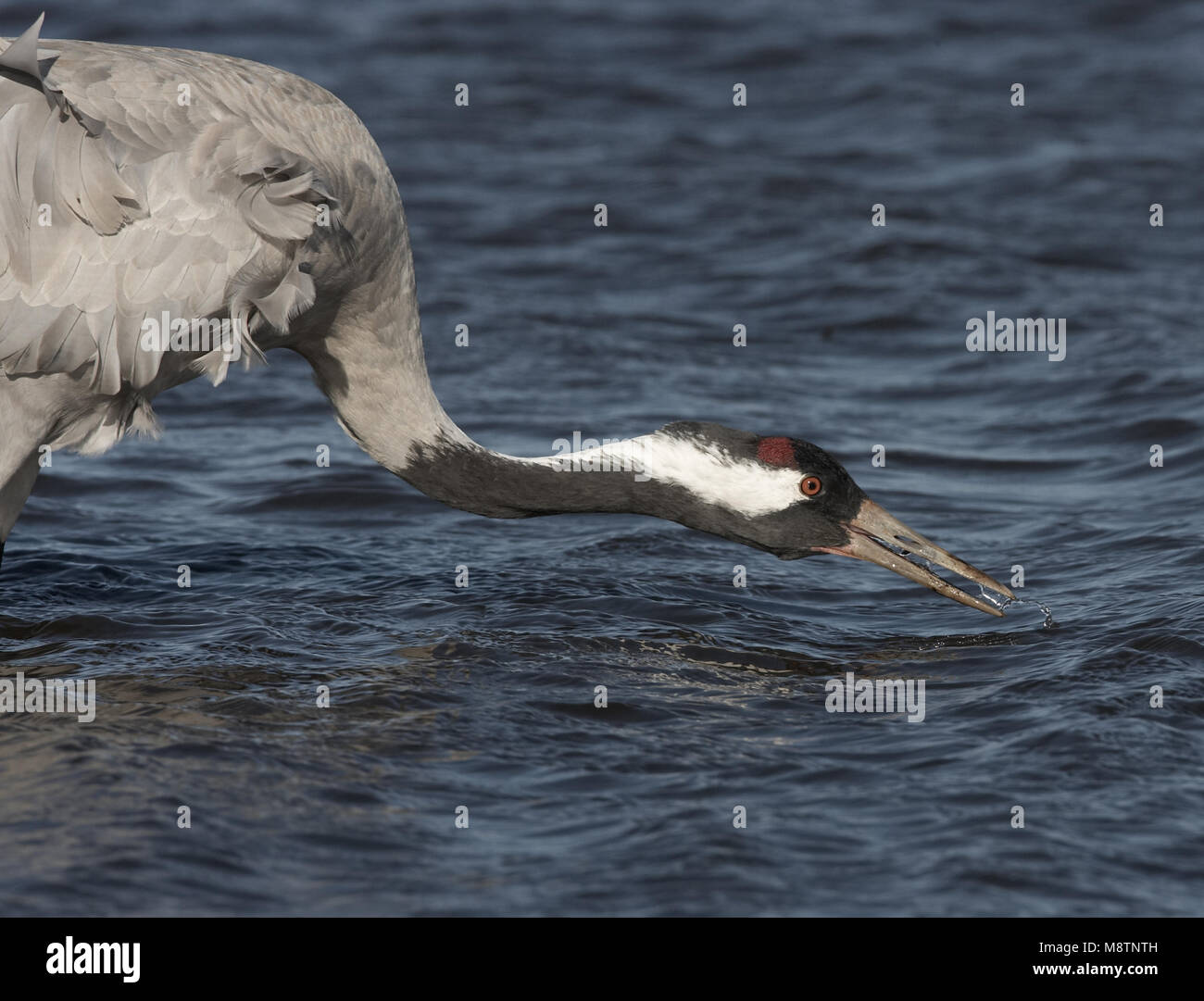 Grulla común adulto, Suecia potable Kraanvogel drinkend Zweden Foto de stock