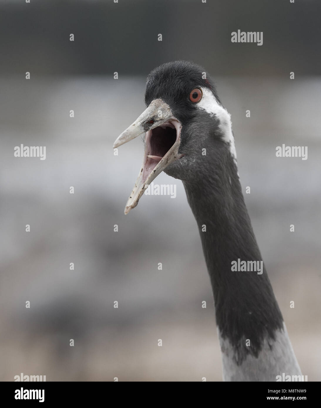 Grulla común adulto llamando; Kraanvogel volwassen roepend Foto de stock