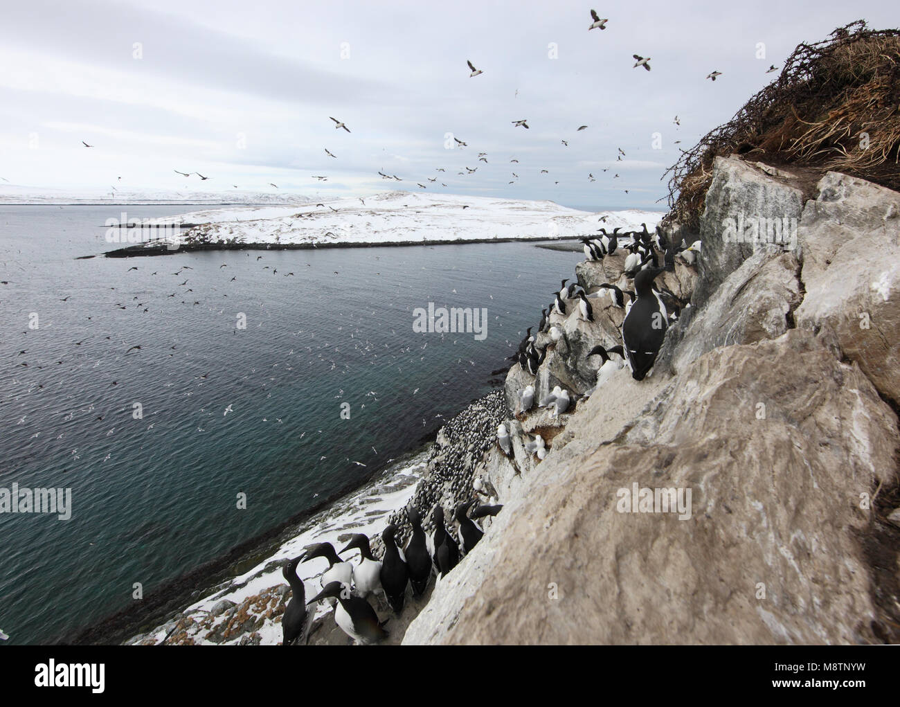 Zeekoet, Common Murre, Uria aalge Foto de stock