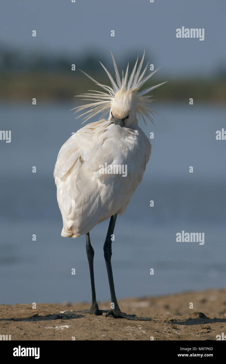 En prachtkleed Lepelaar, Euroasiático rosada breedingplumage Foto de stock