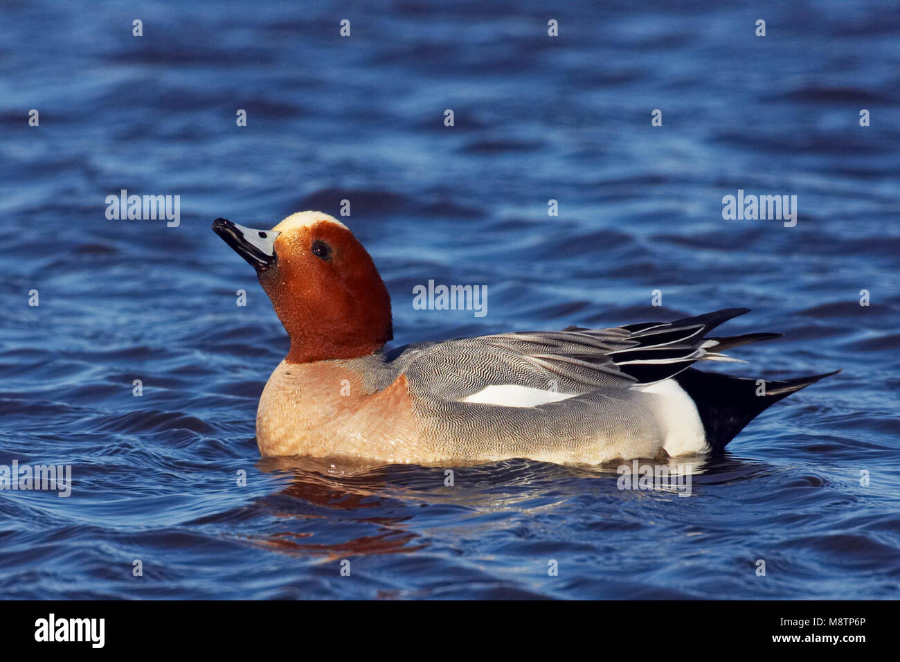 Mannetje Smient en agua; Masculino Euroasiática de silbón europeo en agua Foto de stock