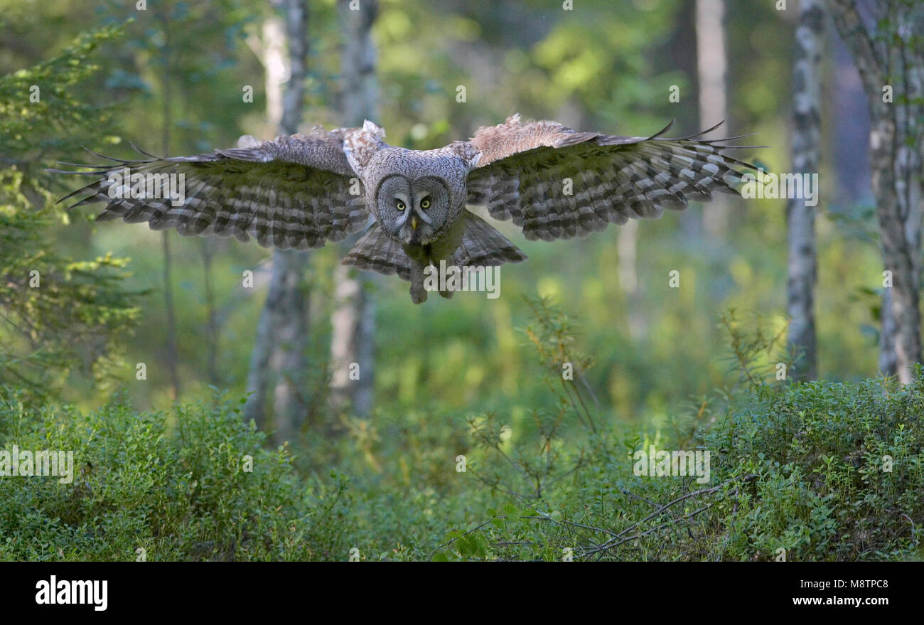 Laplanduil vliegend; Gran Búho gris volando Foto de stock