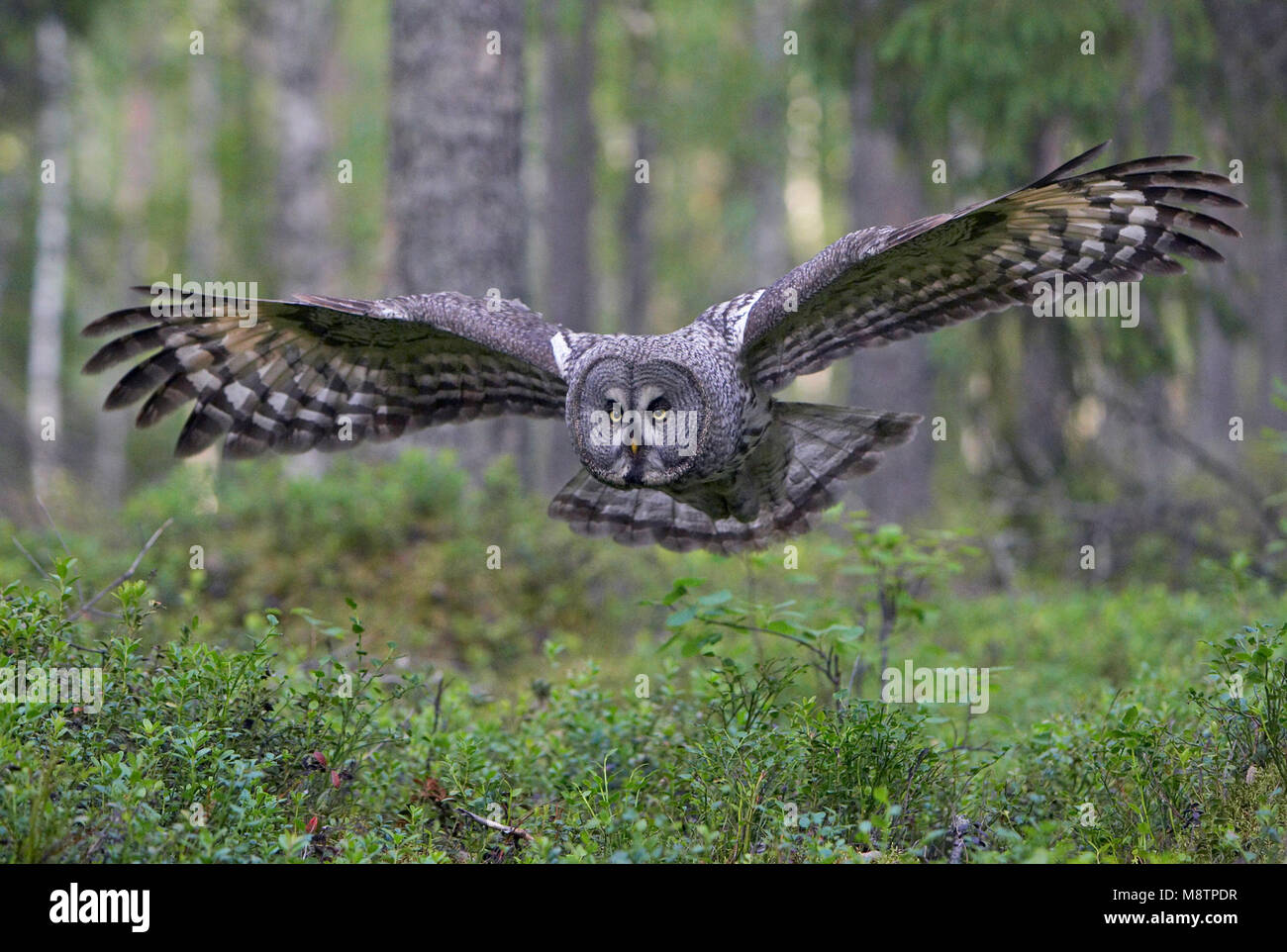 Laplanduil vliegend; Gran Búho gris volando Foto de stock