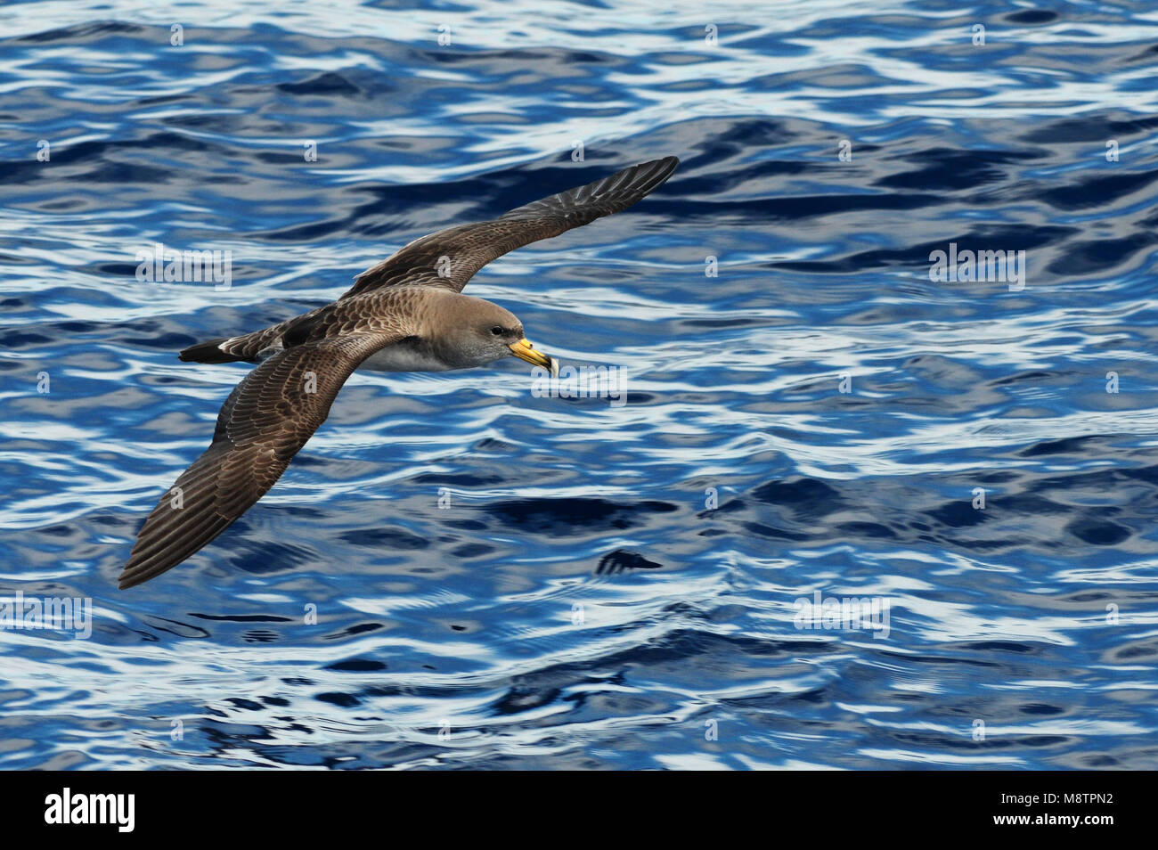 Pijlstormvogel Kuhls, vliegend boven de Atlantische oceaan; Cory's Shearwater sobrevolando el Océano Altlantic Foto de stock