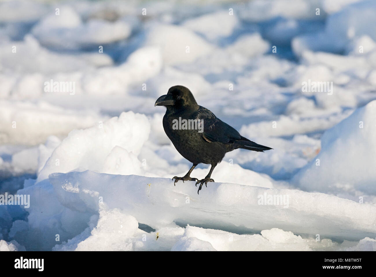 Dikbekkraai; Gran facturó Crow Foto de stock