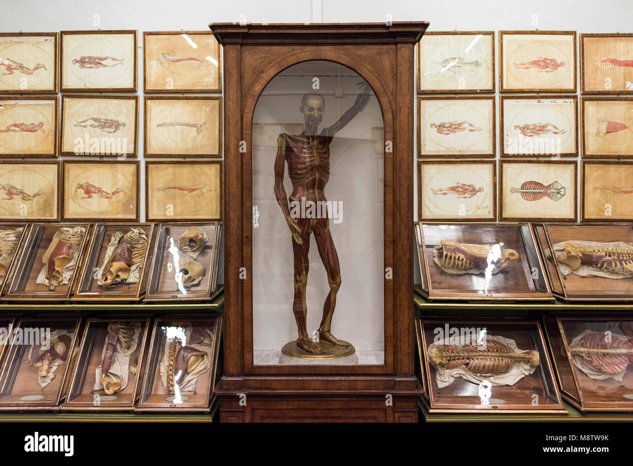Florencia. Italia. Colección de modelos anatómicos en cera del siglo XVIII en La Specola, Museo de Zoología e Historia Natural. Foto de stock