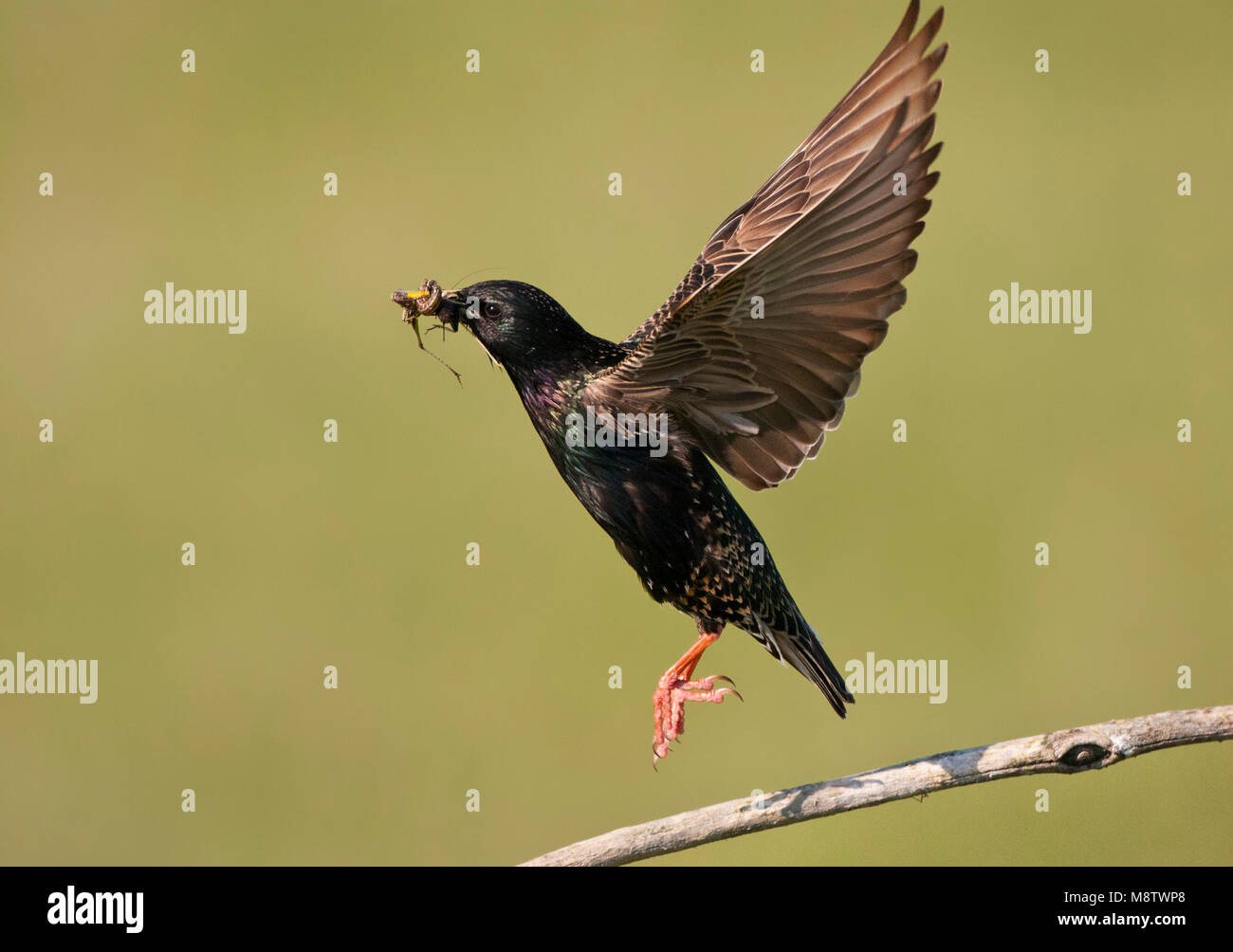 Se reunió prooien Opvliegende Spreeuw naar zijn nido; Starling volar con presa de su nido Foto de stock