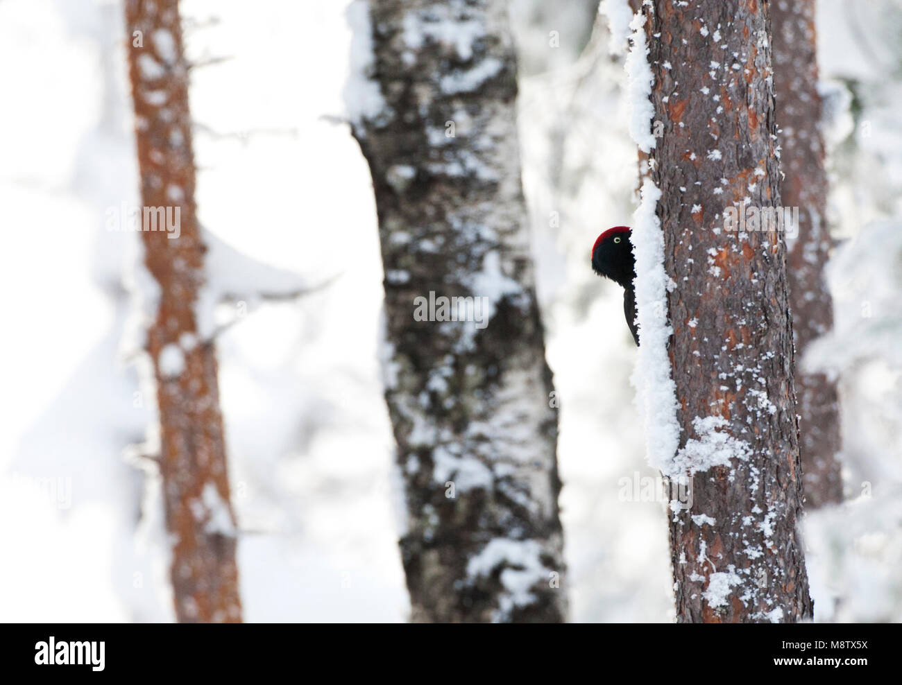Zwarte Specht tegen een boom en el taiga besneeuwd bos; el Carpintero Negro encaramado contra un árbol en un bosque de taiga cubiertos de nieve Foto de stock