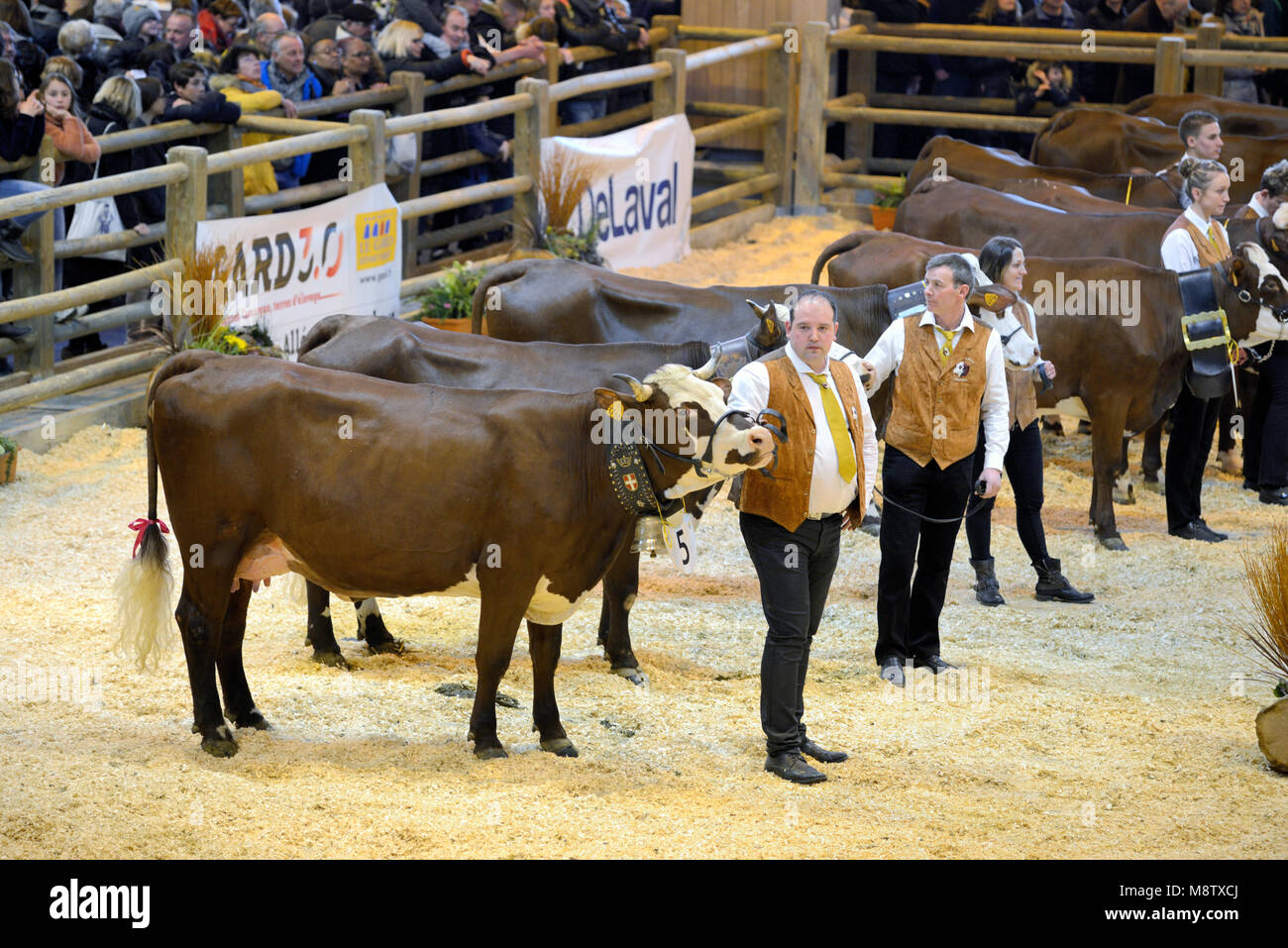 Los ganaderos exhibiendo su Premio vacas o ganado en Internacional de la agricultura de París o el Salon International de l'Agriculture Foto de stock