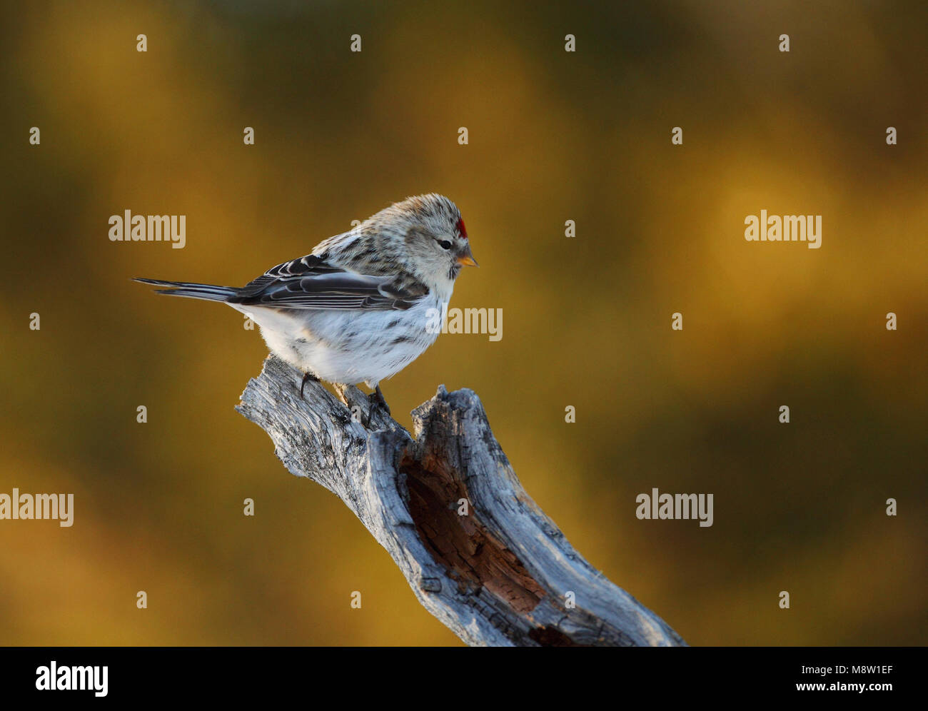 Witstuitbarmsijs Coues, el Arctic Redpoll, Carduelis hornemanni exilipes Foto de stock