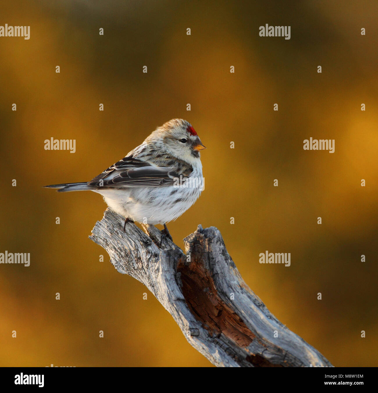 Witstuitbarmsijs Coues, el Arctic Redpoll, Carduelis hornemanni exilipes Foto de stock