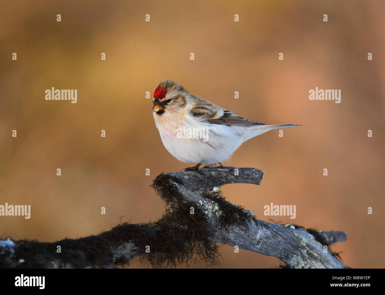 Witstuitbarmsijs Coues, el Arctic Redpoll, Carduelis hornemanni exilipes Foto de stock