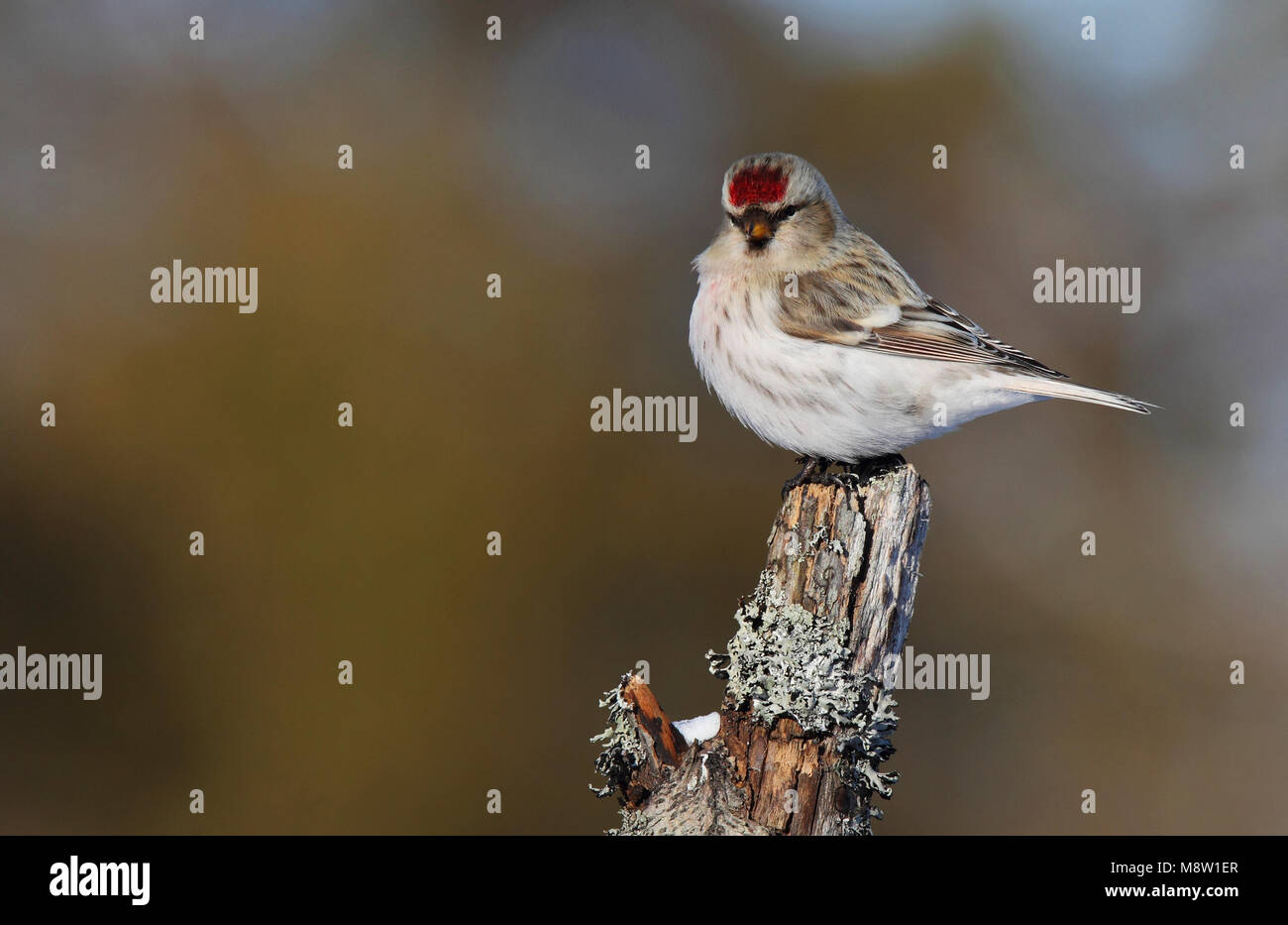 Witstuitbarmsijs Coues, el Arctic Redpoll, Carduelis hornemanni exilipes Foto de stock