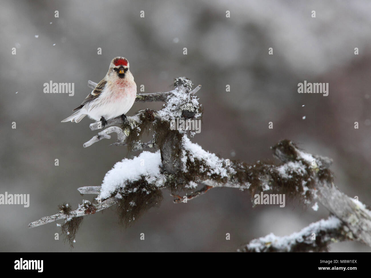 Witstuitbarmsijs Coues, el Arctic Redpoll, Carduelis hornemanni exilipes Foto de stock