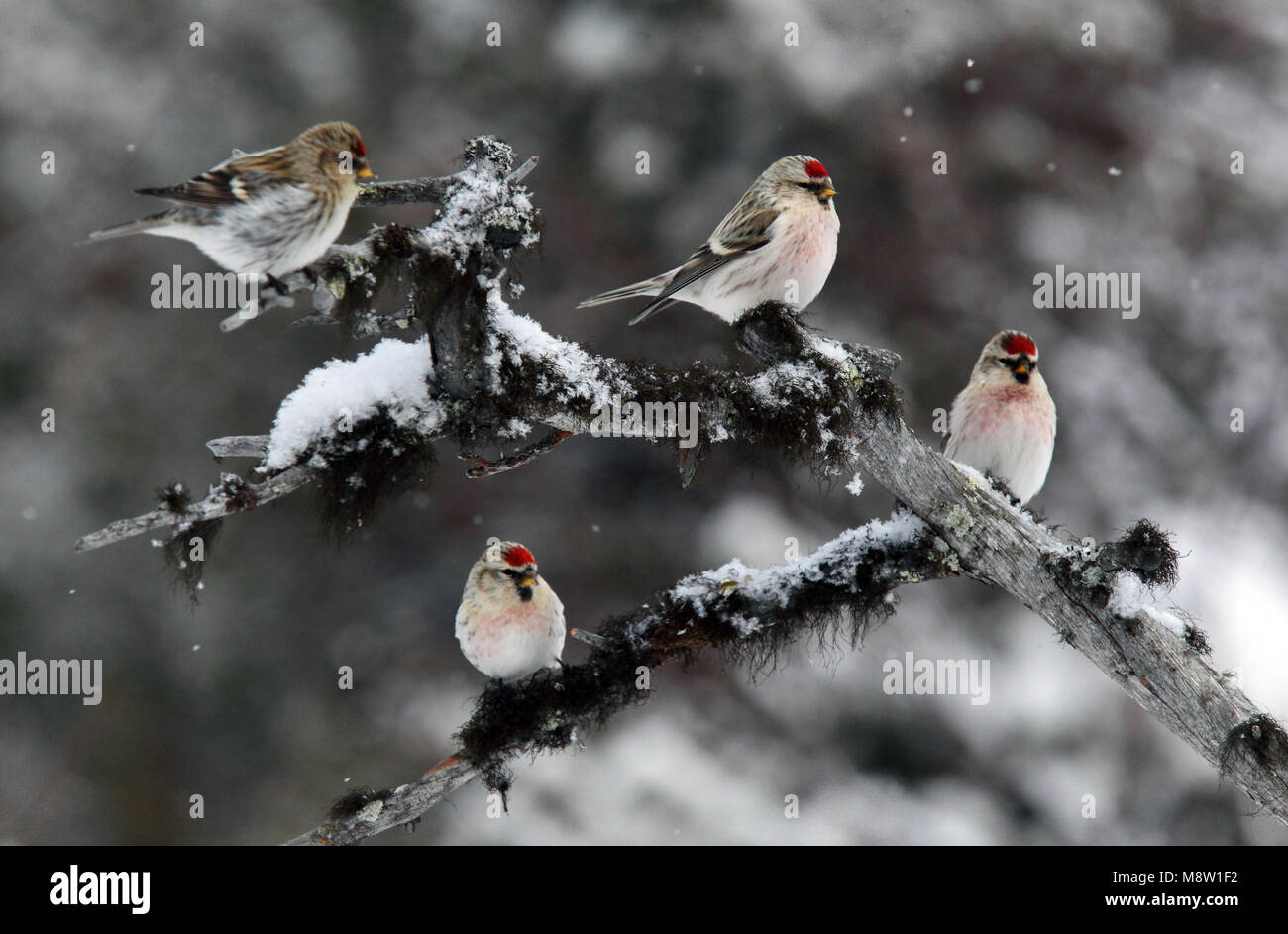 Witstuitbarmsijs Coues, el Arctic Redpoll, Carduelis hornemanni exilipes Foto de stock