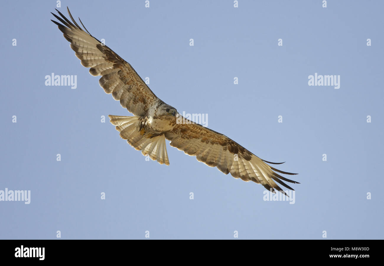 Zancudos adultos Buzzard volar; Arendbuizerd volwassen vliegend Foto de stock