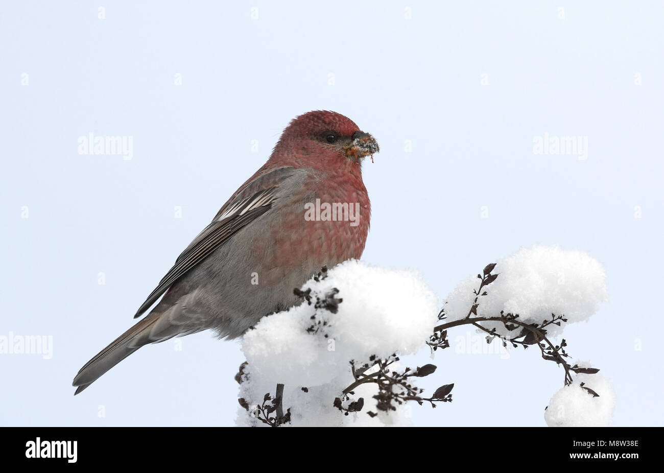 Pino macho Grosbeak forrajeando en las bayas en la nieve; hombre Haakbek foeragerend op bessen in de sneeuw Foto de stock