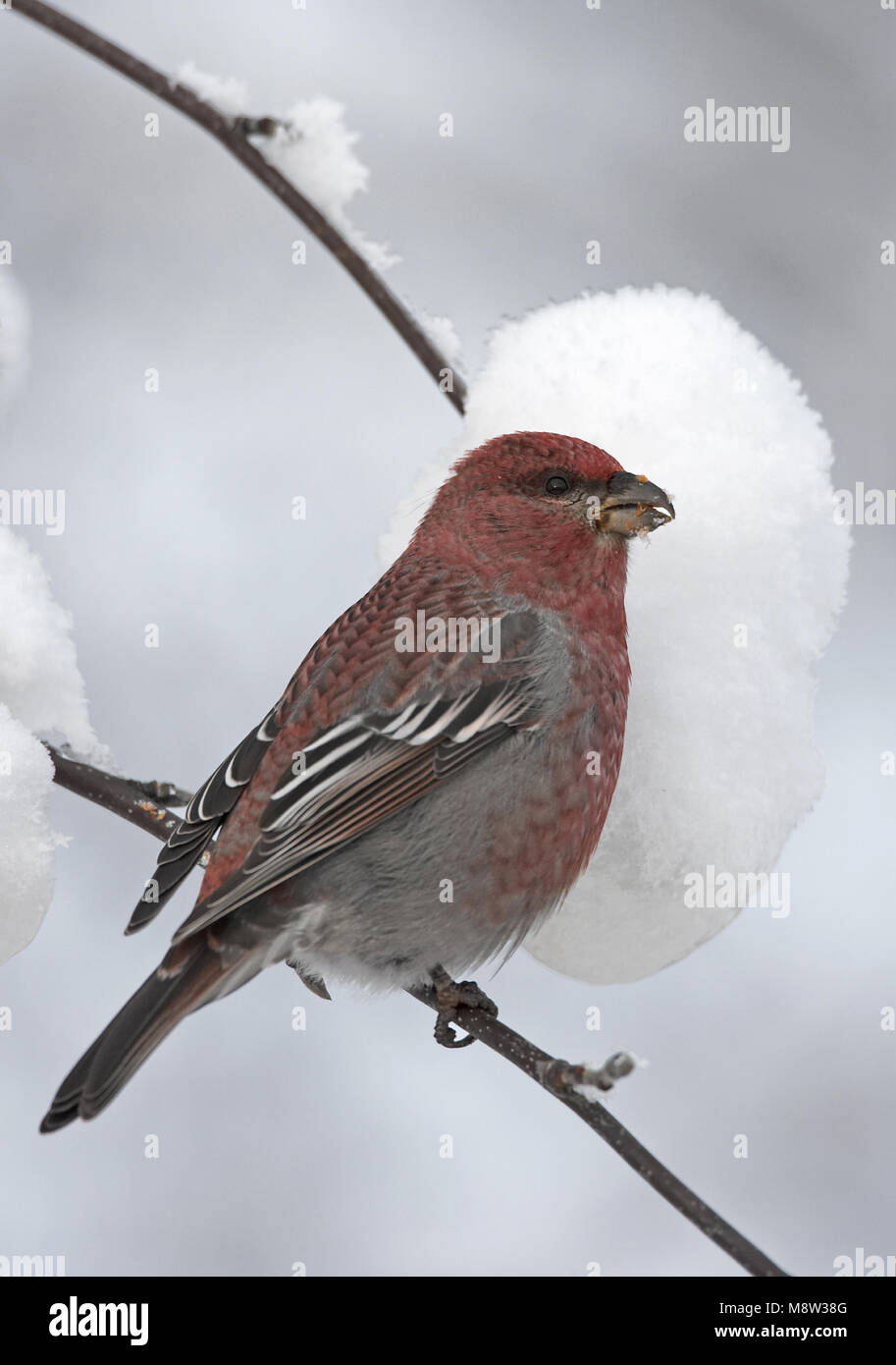 Pino macho Grosbeak forrajeando en las bayas en la nieve; hombre Haakbek foeragerend op bessen in de sneeuw Foto de stock