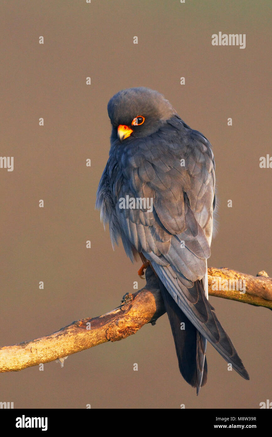 Red-Footed Roodpootvalk, Falcon, Falco vespertinus Foto de stock