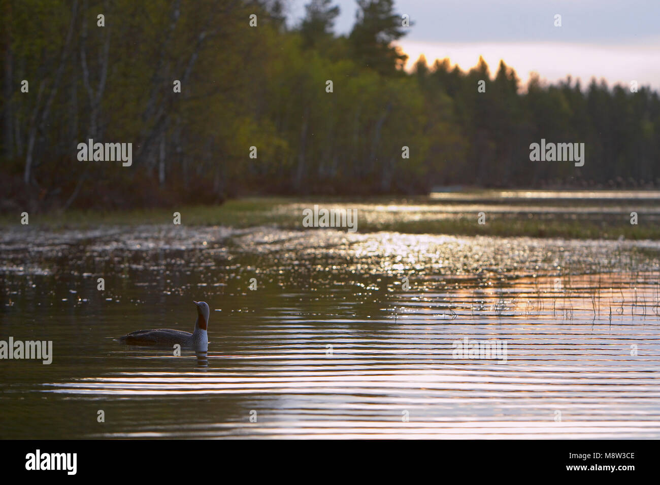 Roodkeelduiker, Rojo-throated Loon, Gavia stellata Foto de stock