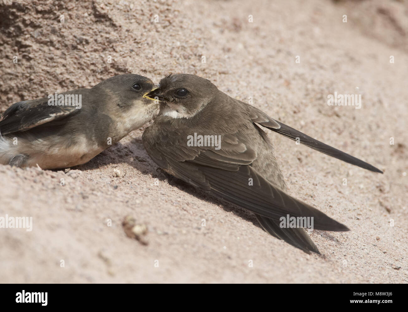 Sand Martin alimentando joven; Oeverzwaluw jong voerend Foto de stock