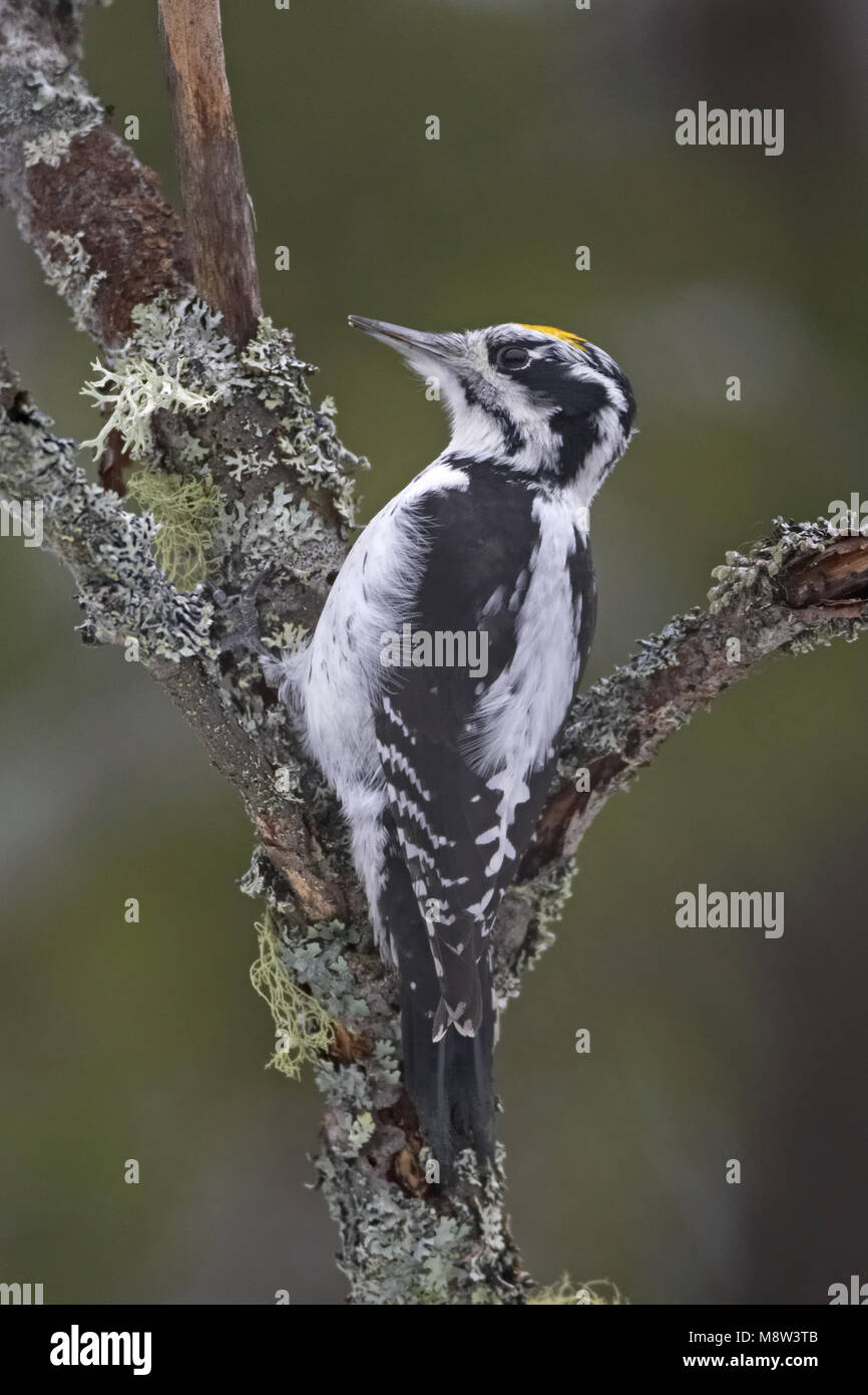 Drieteenspecht, tres dedos cada pájaro carpintero Picoides tridactylus Foto de stock