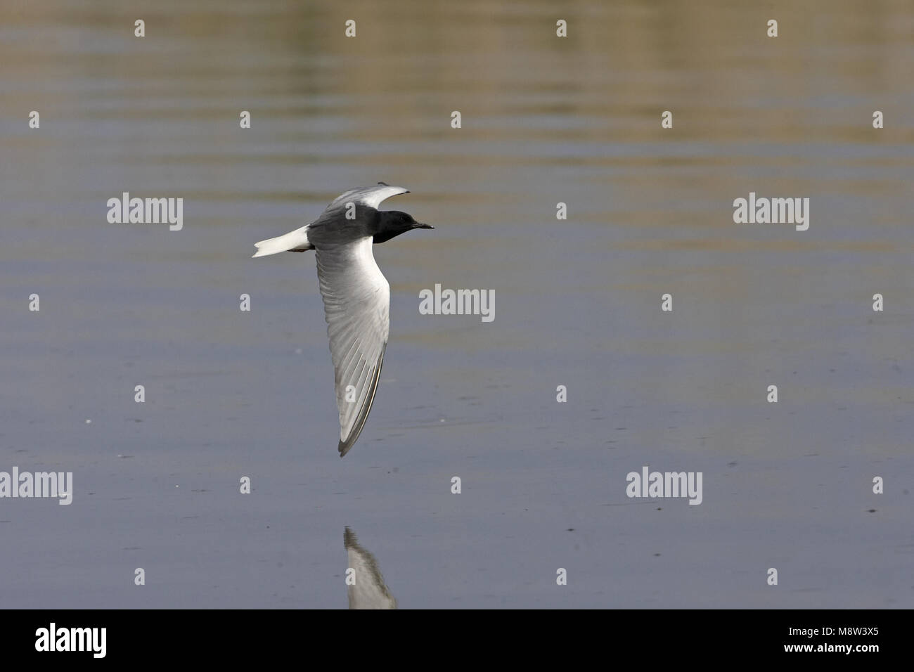 Gaviotín blanco-alada adulta Plumaje de verano volando, Witvleugelstern zomerkleed vliegend adulto Foto de stock