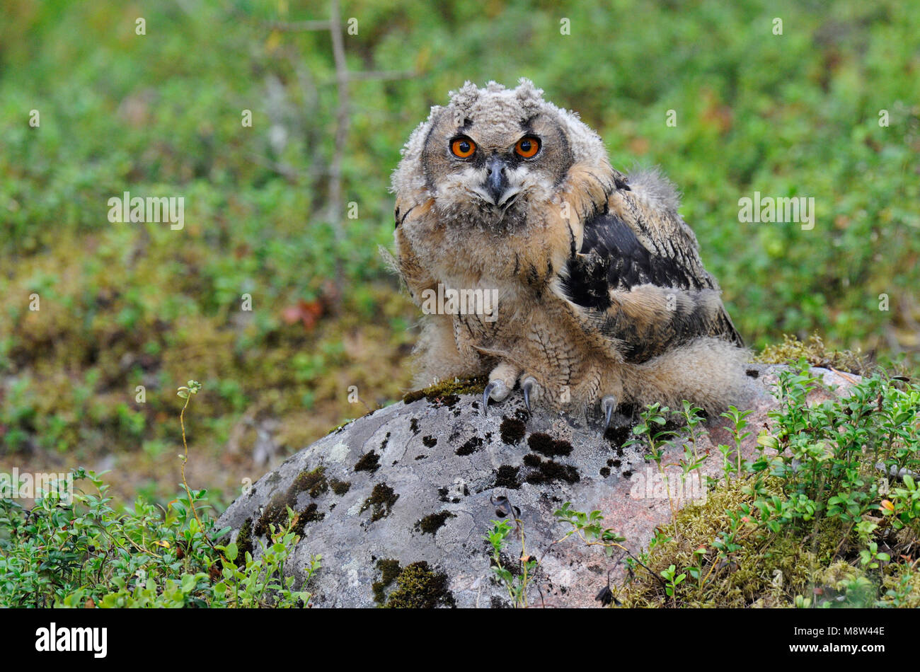 Jonge Oehoe, Eurasia juvenil Eagle-Owl Foto de stock