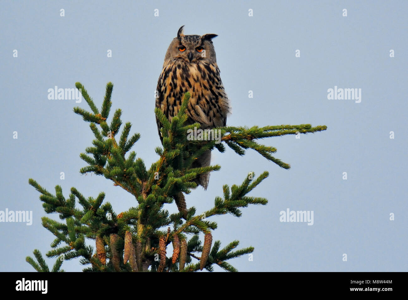 Oehoe, Euroasiático Eagle-Owl Foto de stock