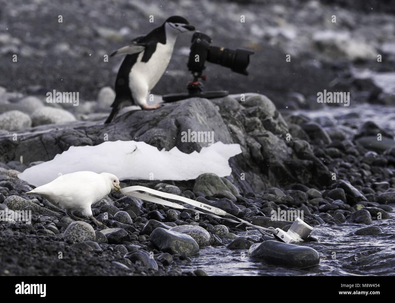 Cámara Zuidpoolkip die een uit het haalt agua; Paloma antartica que extrae una cámara fuera del agua Foto de stock