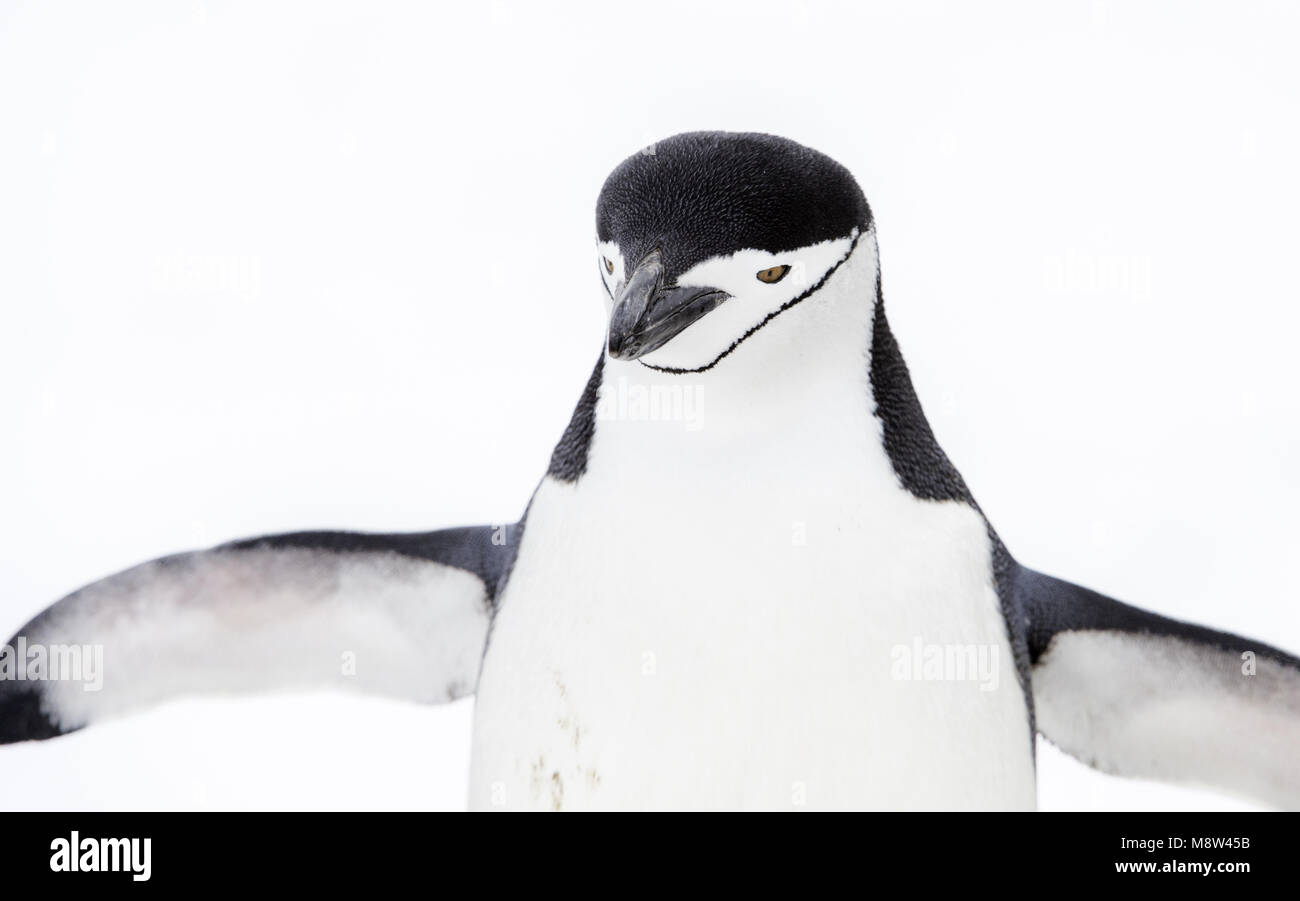 Pingüinos de barbijo (Pygoscelis antarcticus, Keelbandpinguin, Foto de stock