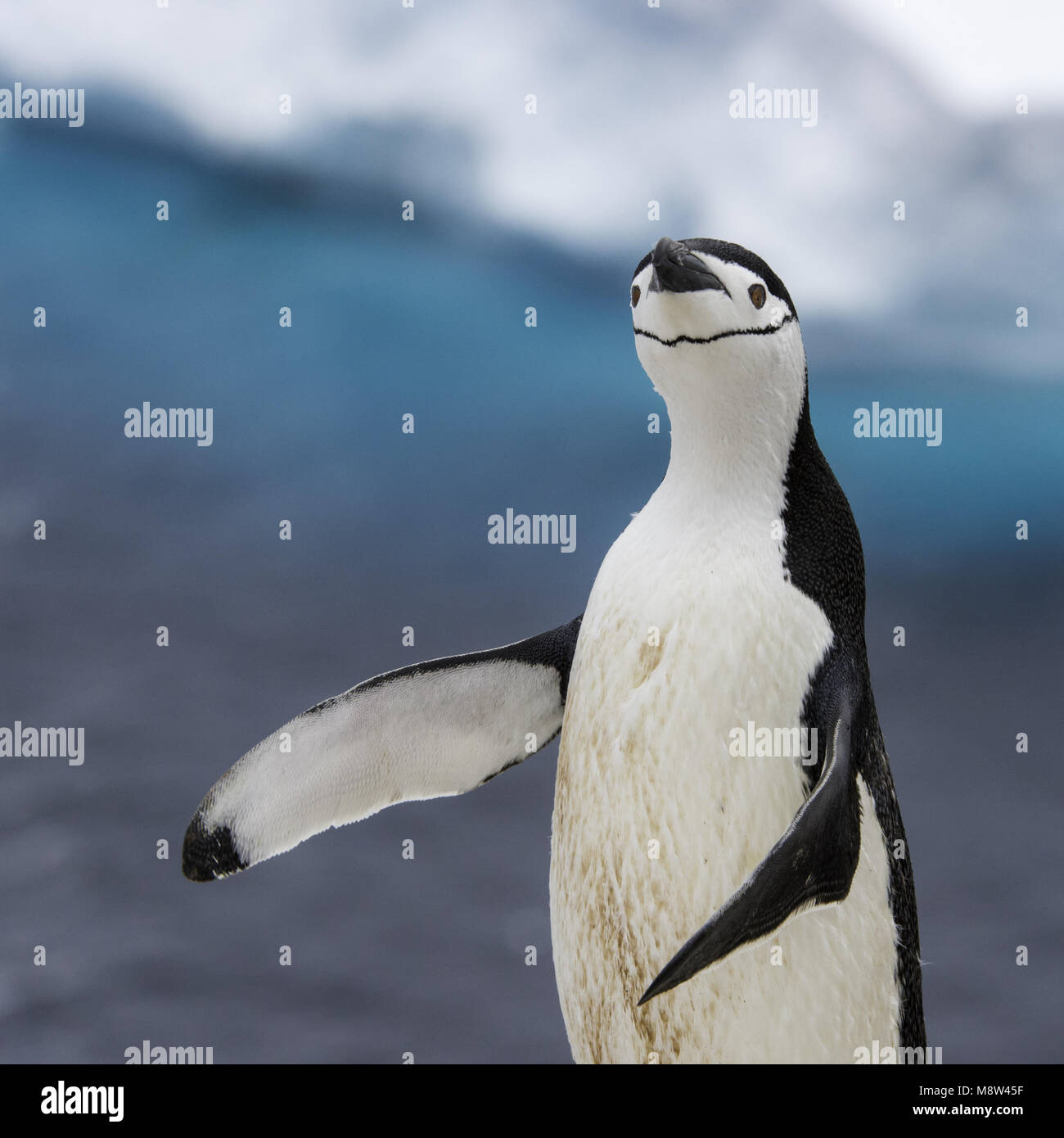 Pingüinos de barbijo (Pygoscelis antarcticus, Keelbandpinguin, Foto de stock