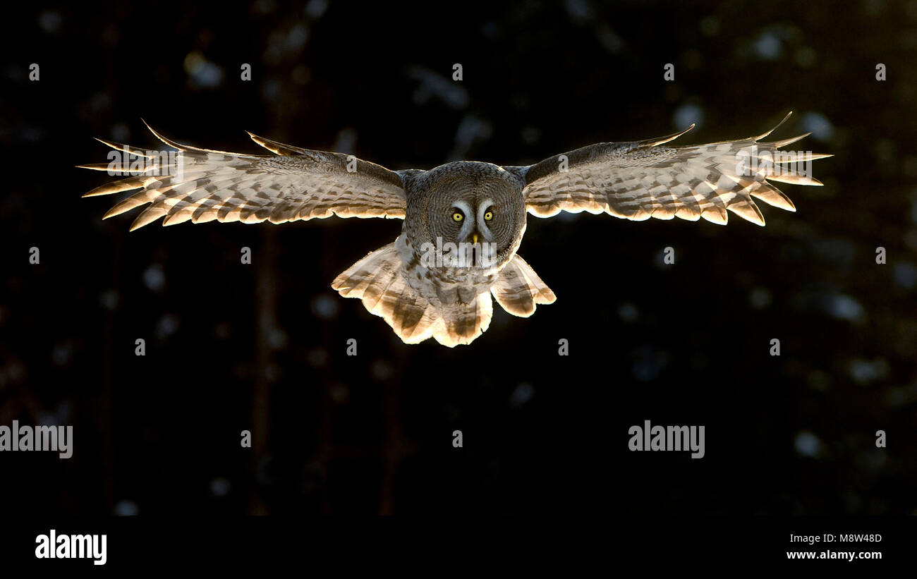 Laplanduil vliegend; Gran Búho gris volando Foto de stock