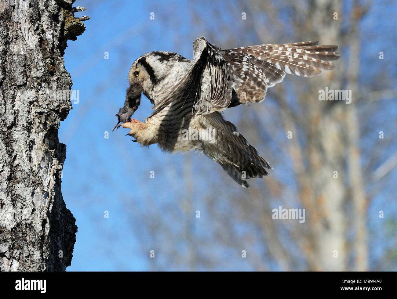 Bij Sperweruil nido, Norte de Hawk Owl cerca de nido Foto de stock