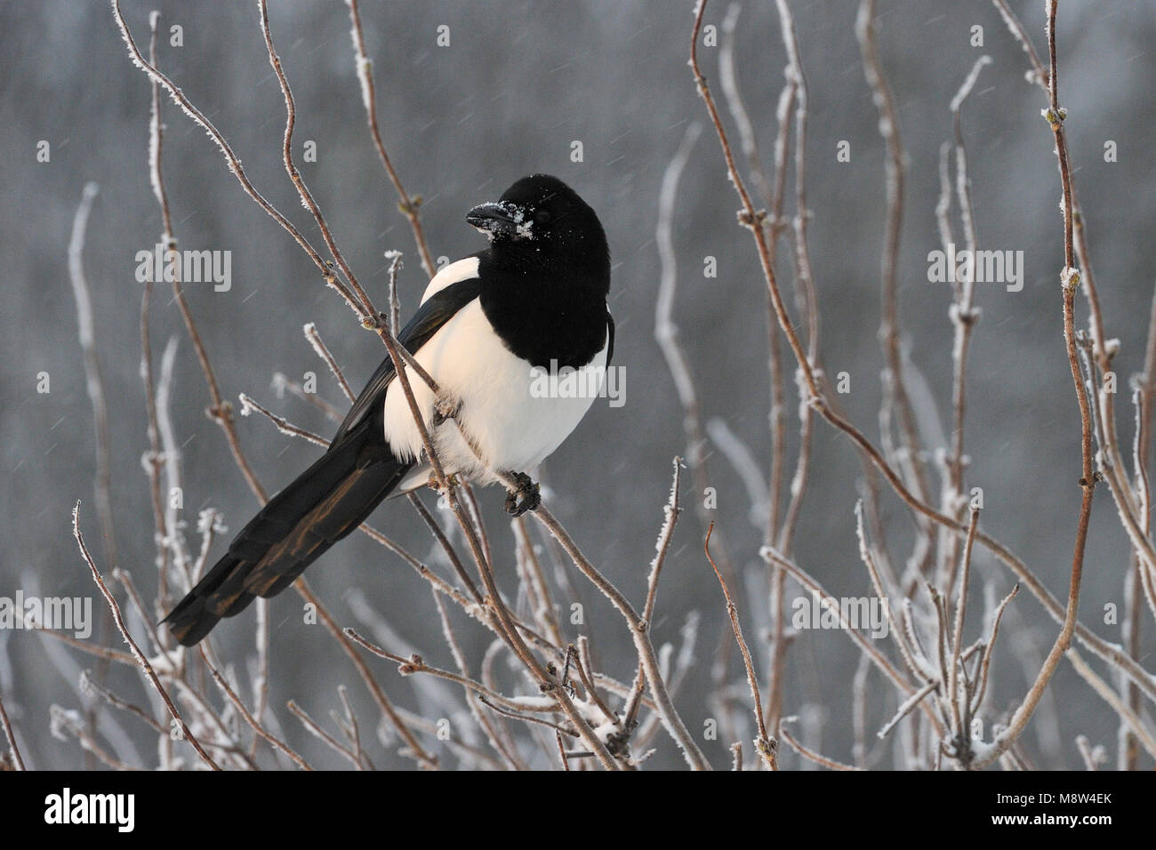 En Ekster de invierno; Urraca común en invierno Foto de stock