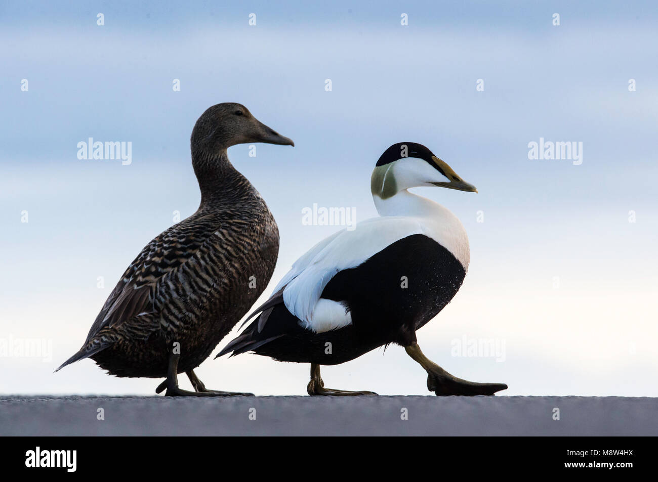 Eider Paartje; Eider común par Foto de stock