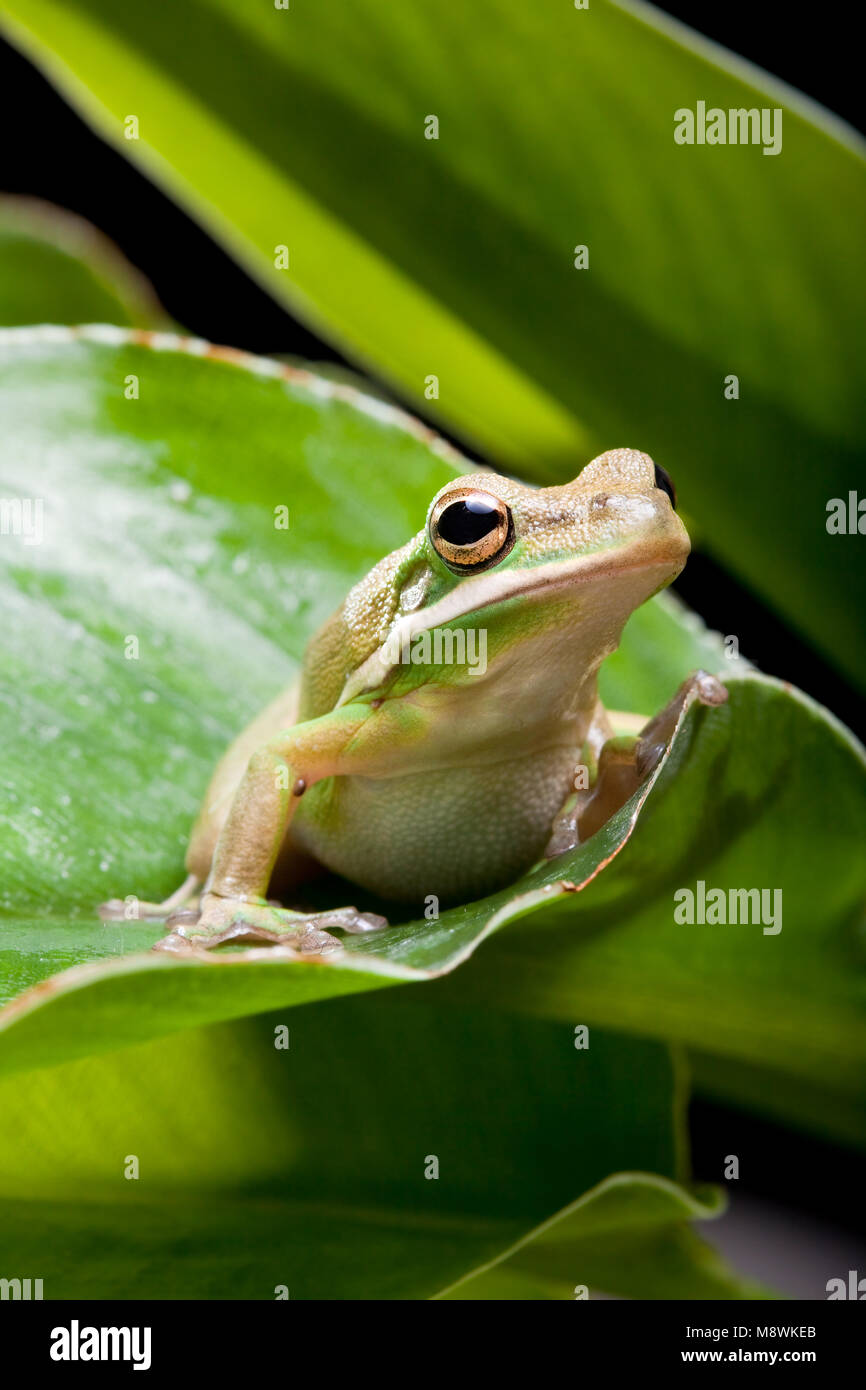 La rana arborícola verde pequeña sentado en una hoja de plátano Foto de stock