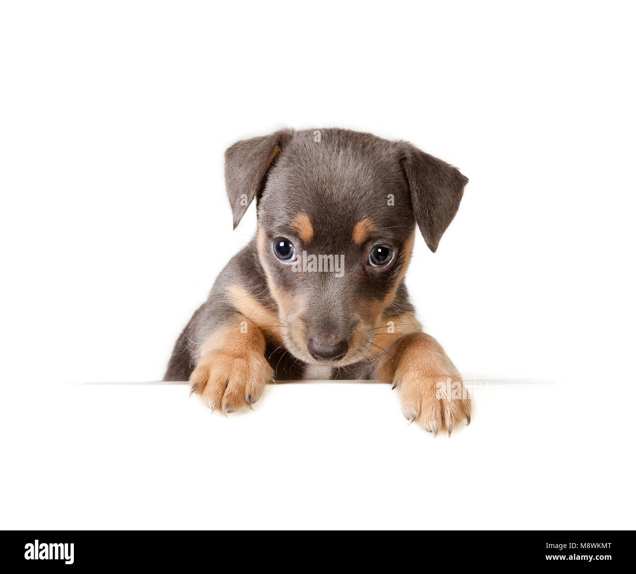 malicioso Corroer Golpeteo Cachorro de 6 semanas de edad fotografías e imágenes de alta resolución -  Alamy