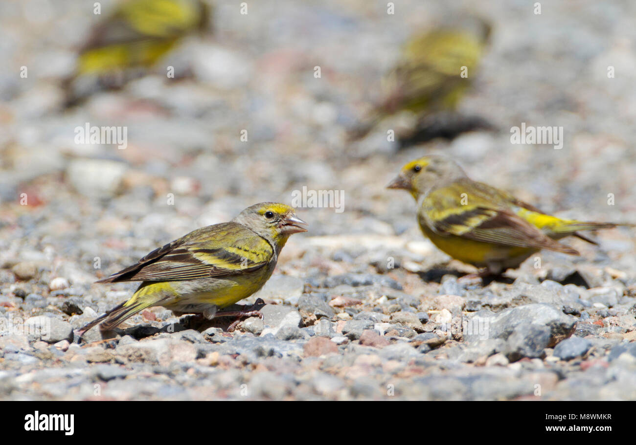 Citroenkanarie; Citril Finch en los Pirineos españoles Foto de stock