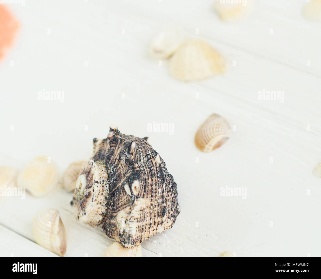 Imagen borrosa de conchas de mar sobre fondo de madera.antecedentes de viajes Foto de stock