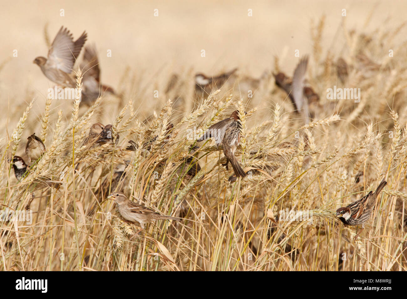 Spaanse Mus groep etend van Graan; Español Sparrow grey alimentarse de grano Foto de stock