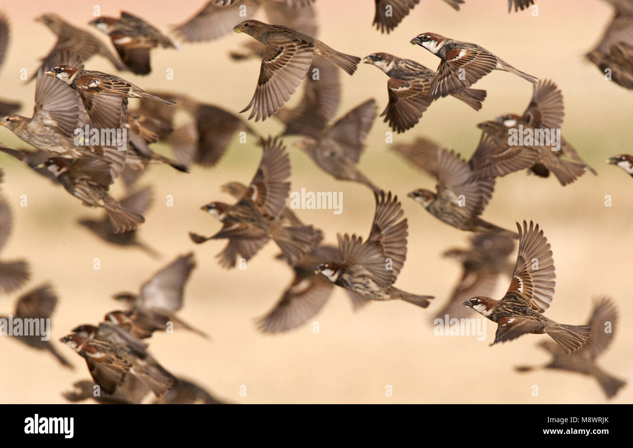 Spaanse Mus groep opvliegend; Español Sparrow grey volando Foto de stock