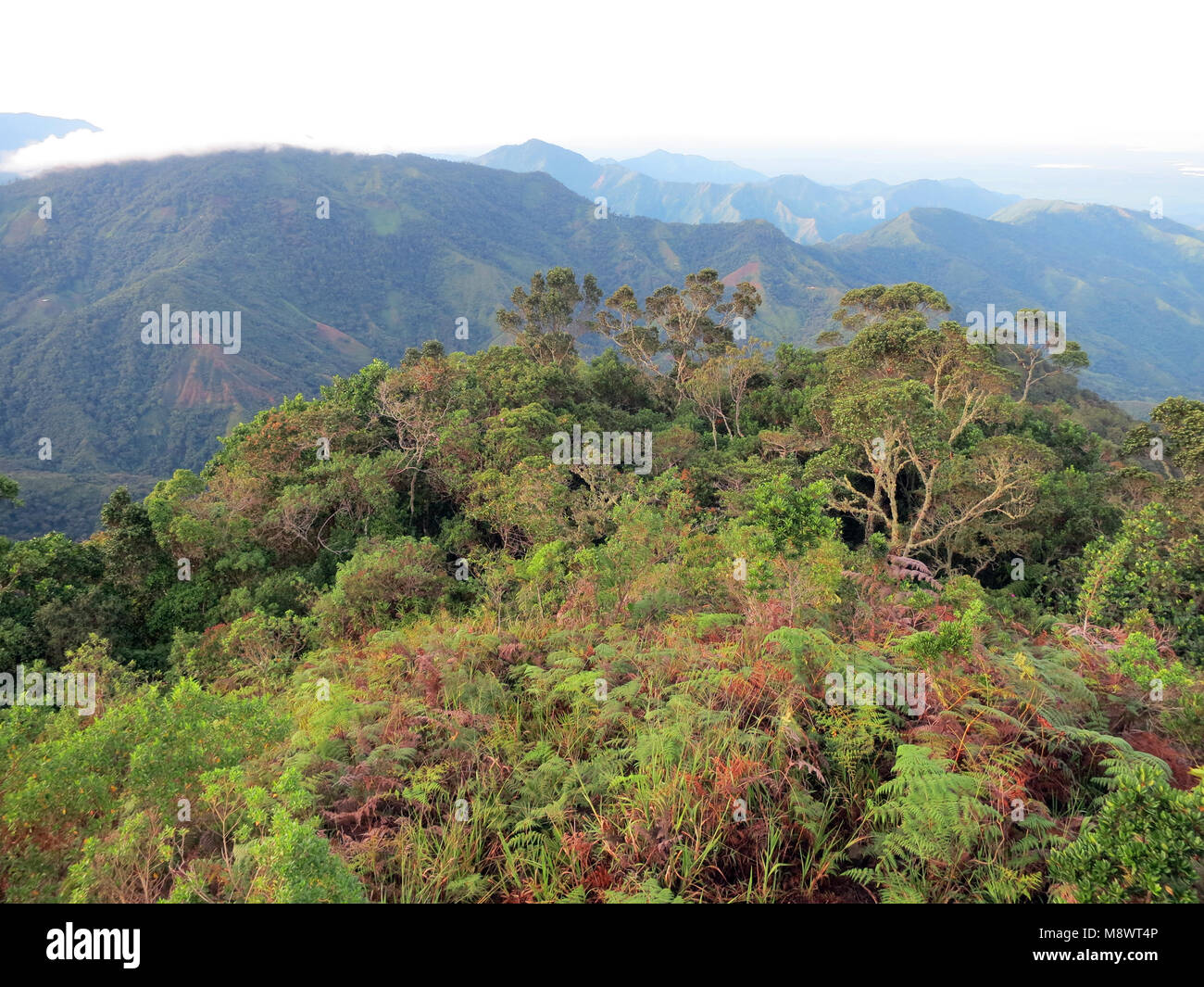 Nevelwoud / bosque nuboso; Santa Marta Sierra, Sierra Nevada, Colombia. Foto de stock