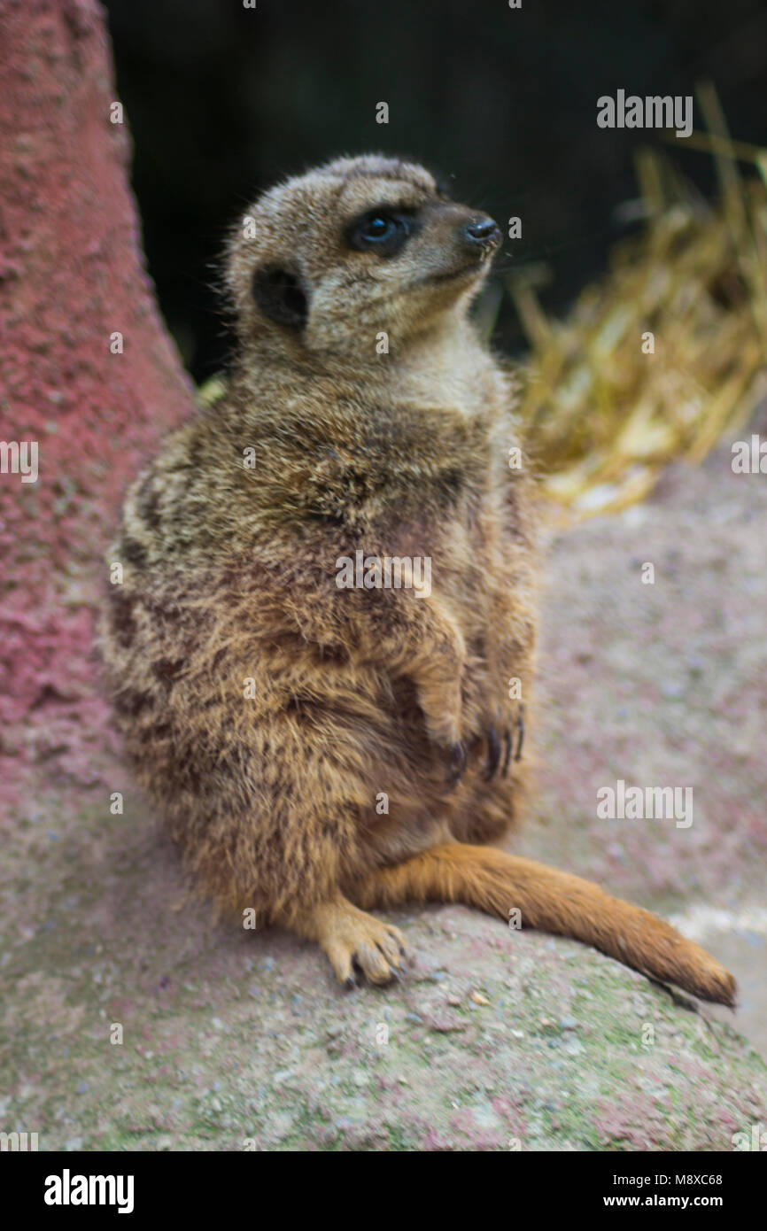 En suricata o zoológico de montaña de Gales, Colwyn Bay en Gales. Suricata o es visto en su dos patas traseras como si de guardia en su gabinete en el zoo. Foto de stock