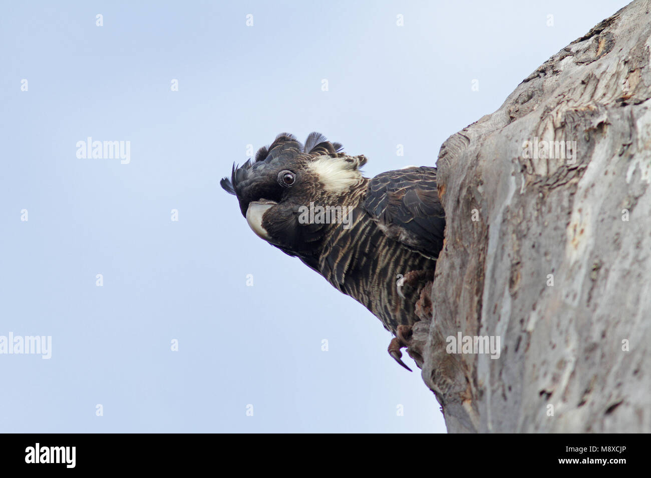 En el aguilón Kortsnavelraafkaketoe, ESBELTO-facturados Black-Cockatoo en el árbol Foto de stock