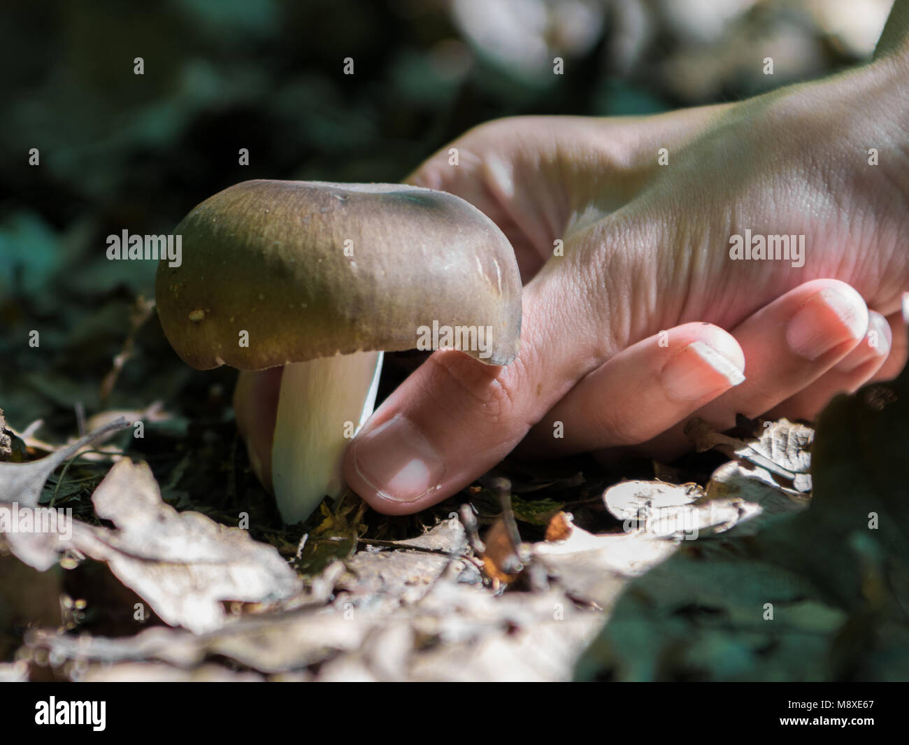 Fungi the charcoal burner fungus fotografías e imágenes de alta