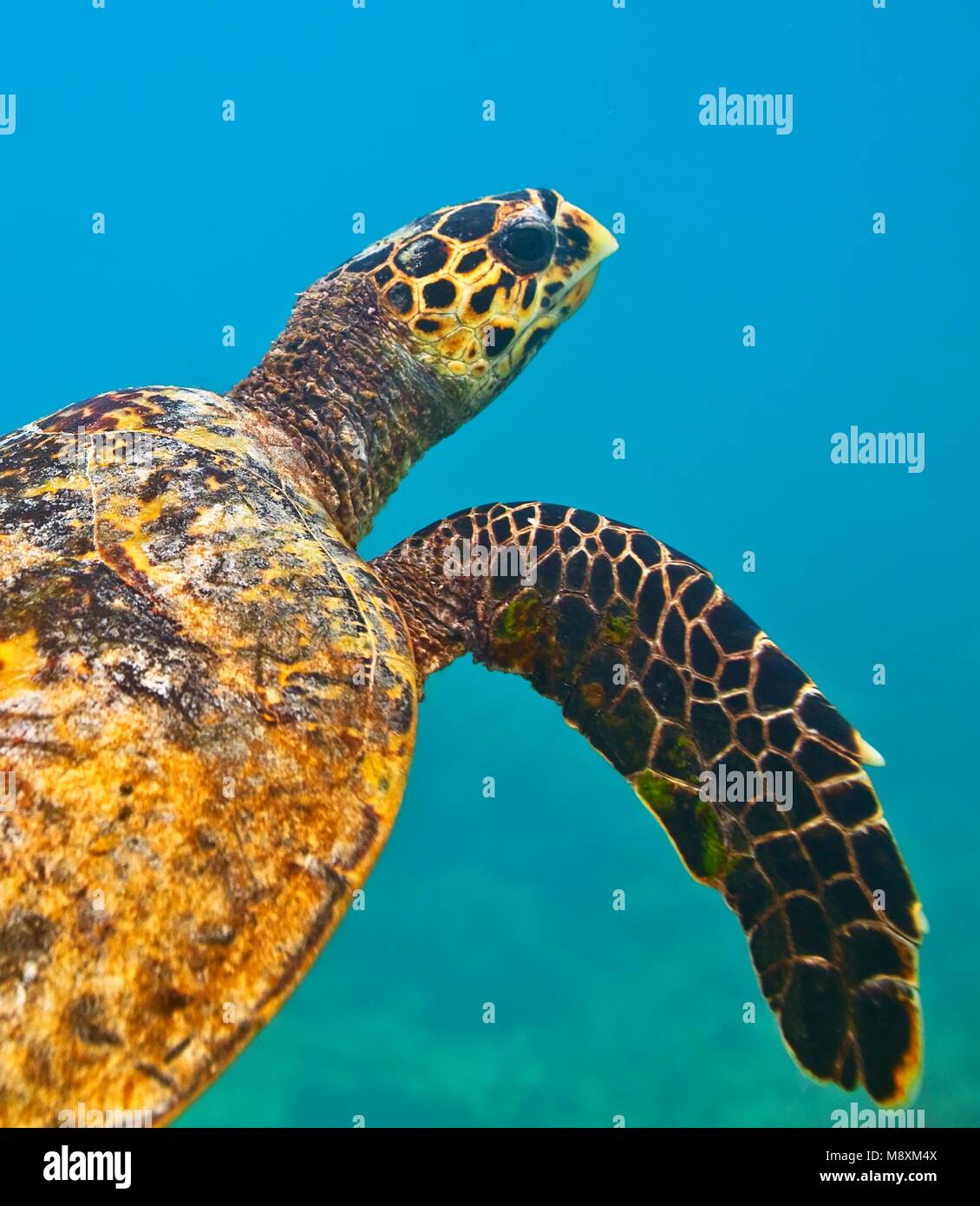 Véase la tortuga en el Océano Índico, Maldivas Foto de stock